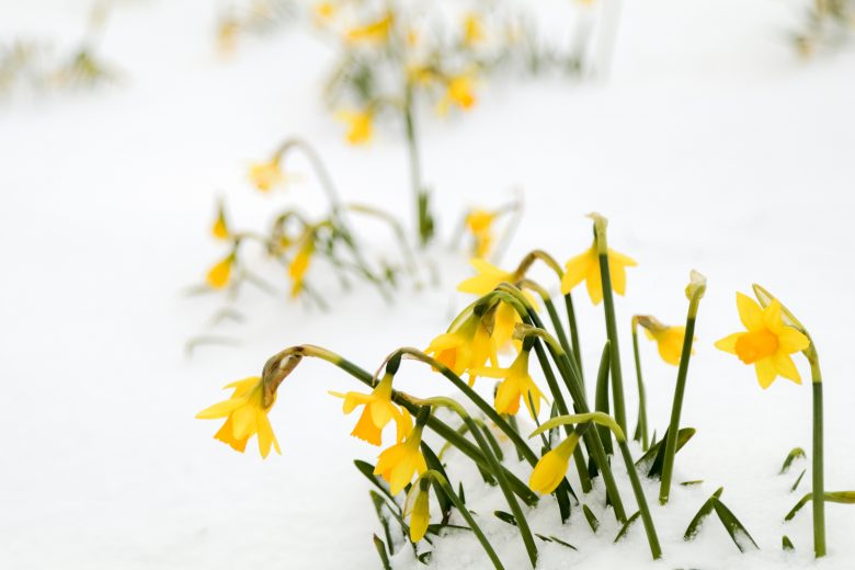 DON’T EAT YELLOW SNOW (MESS UP YOUR LIFE)